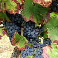 Vigne 'ALPHONSE LAVALLÉE' 🍇 Pot 3L (90/120 cm) - Raisin de Table Noir - Gros