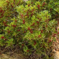 Pistachier Lentisque Pot 3L 60/80 cm | Arbuste Méditerranéen Persistant