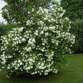 Viorne Boule de Neige Roseum Pot 3L | Floraison Printanière Spectaculaire