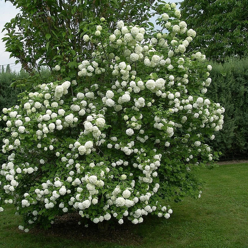 Viorne Boule de Neige Roseum Pot 3L | Floraison Printanière Spectaculaire