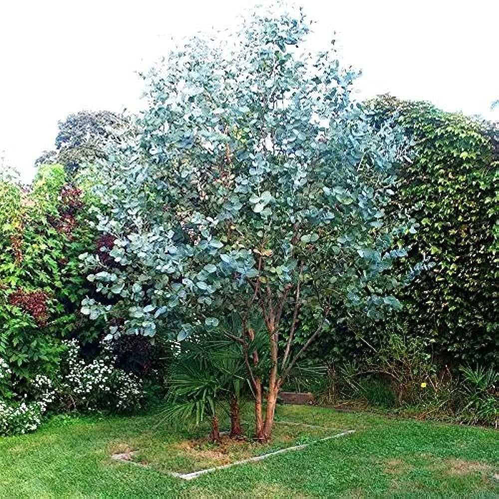 Eucalyptus Gunnii Pot 3L | Feuillage Rond Argenté Aromatique Rustique