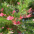 Grevillier Rosmarinifolia Jenkinsii Pot 3L Feuillage Fin Fleurs Rouges Arbuste