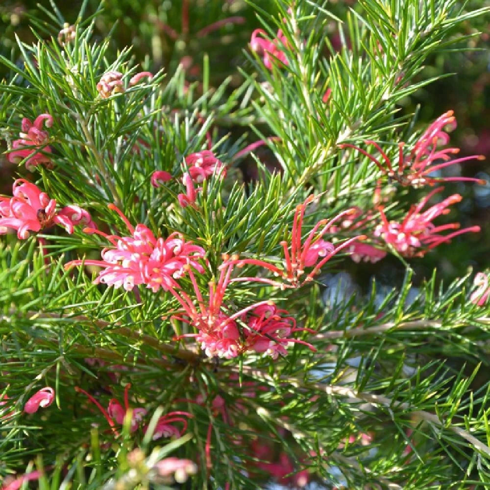 Grevillier Rosmarinifolia Jenkinsii Pot 3L Feuillage Fin Fleurs Rouges Arbuste