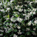 Faux Jasmin Trachelospermum Rhyncospernum Pot 3L | Grimpant Persistant Parfumé