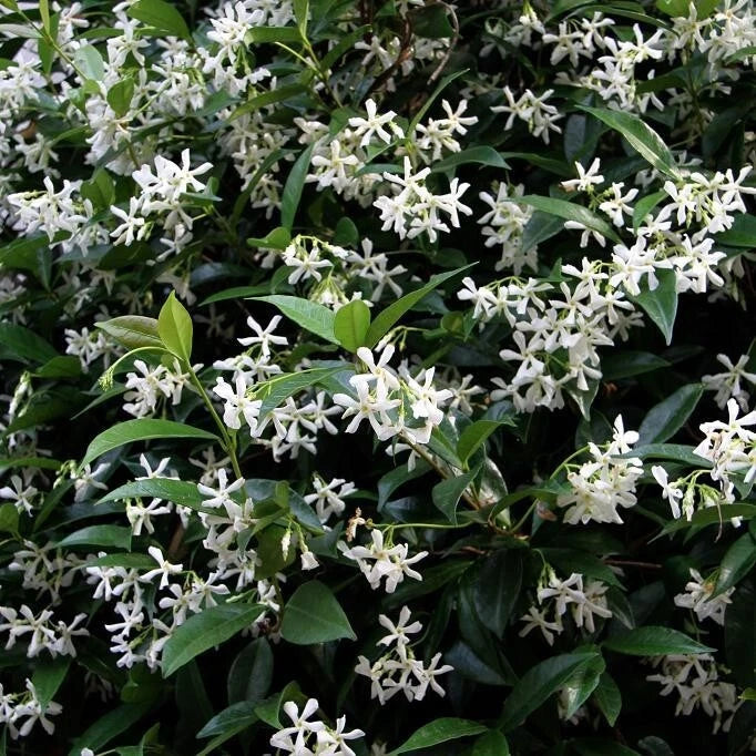 Faux Jasmin Trachelospermum Rhyncospernum Pot 3L | Grimpant Persistant Parfumé