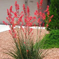 Yucca Rouge Hesperaloe Parviflora Pot 3L | Fleurs Rouges Vivace Graphique