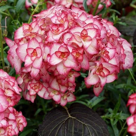 🌸 HORTENSIA 'MISS SAORI' POT 3L 40/50cm | You & Me Double Fleur Hémérocalle