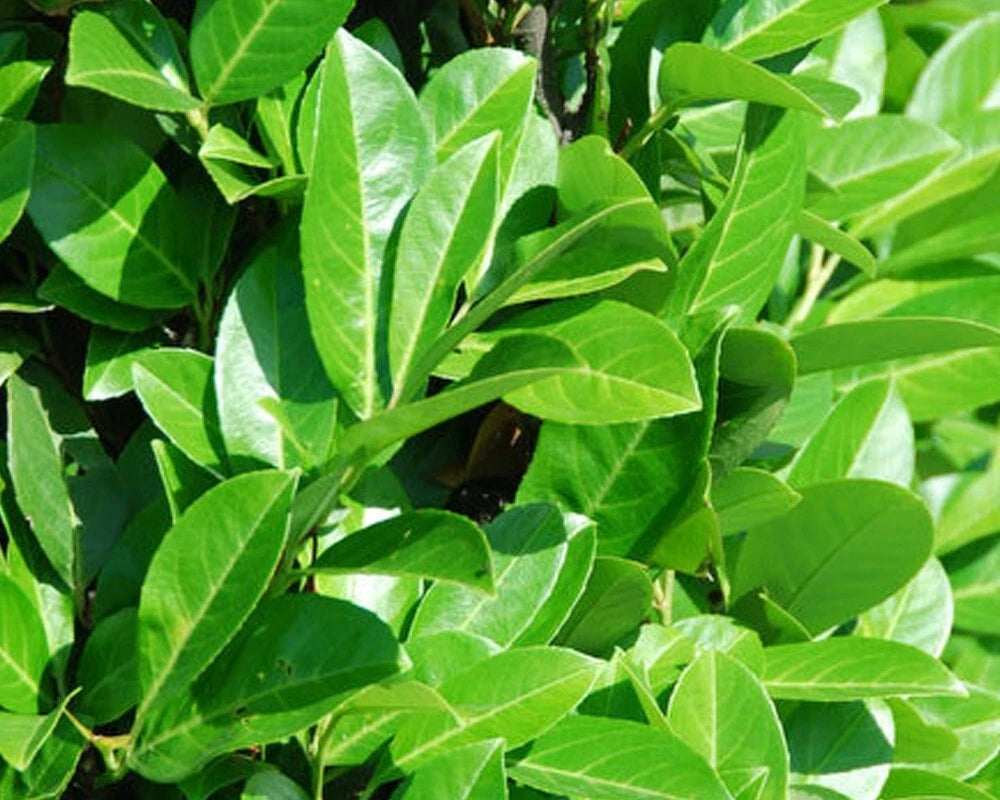 Prunus laurocerasus Rotundifolia pot 3 litres LAURIER PALME