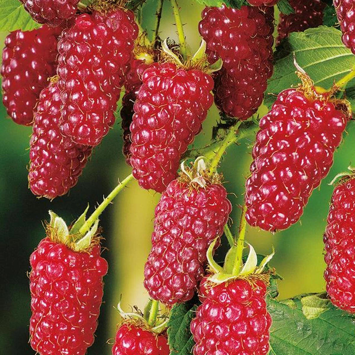 Mûrier Framboisier TAYBERRY BUCKINGHAM Pot 3L 90/120cm Fruit Géant Productif