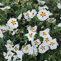 Ciste Hybride 'Alan Fradd' Cistus | Fleurs Blanches Maculées | Pot 3L 30/40cm