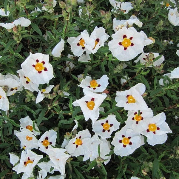 Ciste Hybride 'Alan Fradd' Cistus | Fleurs Blanches Maculées | Pot 3L 30/40cm