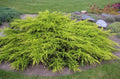 Genévrier Doré de Pfitzer Juniperus 'Aurea' | Conifère Jaune Or | Pot 3L