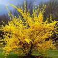 Forsythia 'Lynwood' Pot 3L Arbuste Floraison Printemps Jaune Vif Rustique