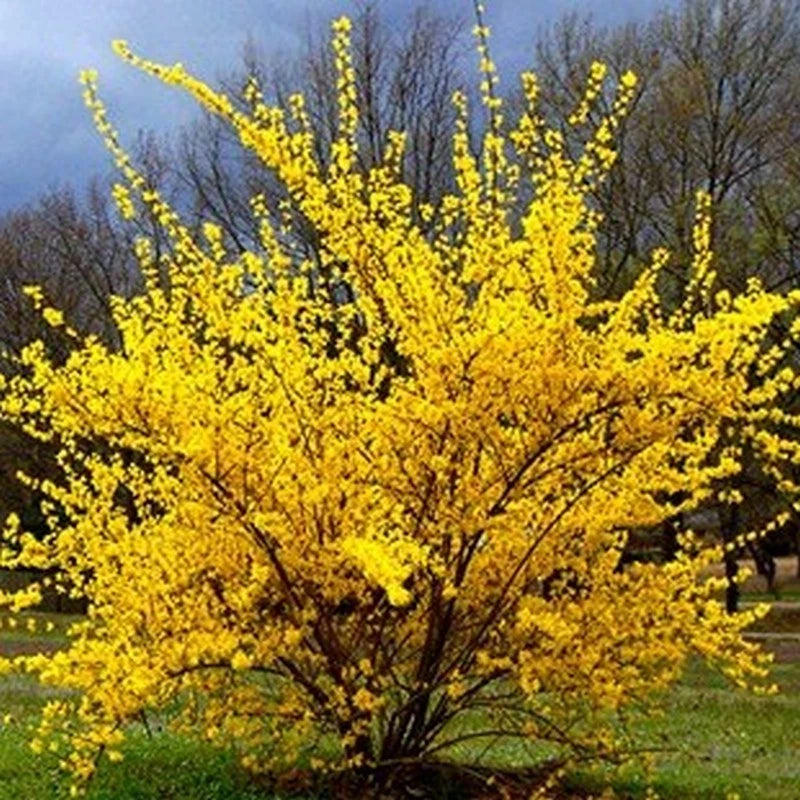 Forsythia 'Lynwood' Pot 3L Arbuste Floraison Printemps Jaune Vif Rustique