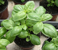 250 Graines BASILIC GRAND VERT Aromatique Intense Pesto Facile Potager