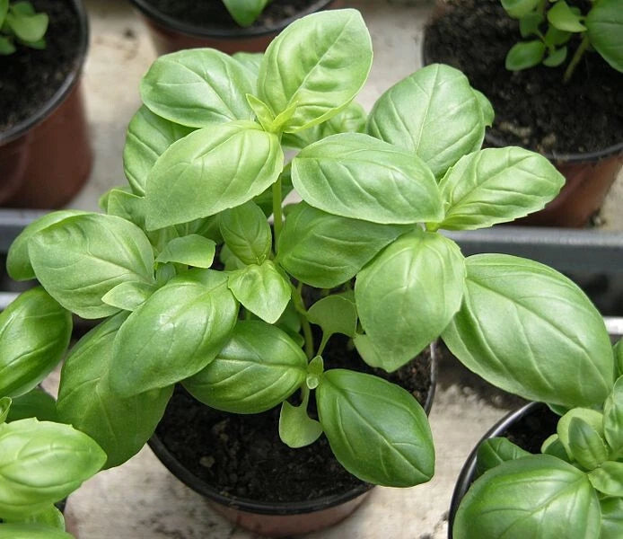 250 Graines BASILIC GRAND VERT Aromatique Intense Pesto Facile Potager