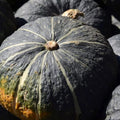 6 Graines COURGE SWEET MAMA F1 Hybride Kabocha Chair Sucrée Texture Fine Hâtive