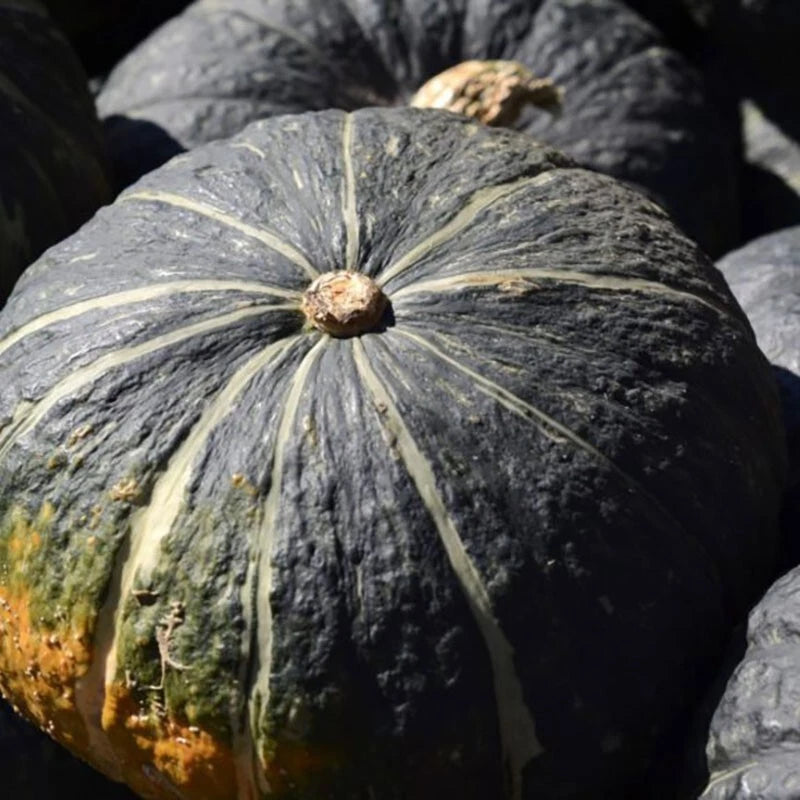 6 Graines COURGE SWEET MAMA F1 Hybride Kabocha Chair Sucrée Texture Fine Hâtive