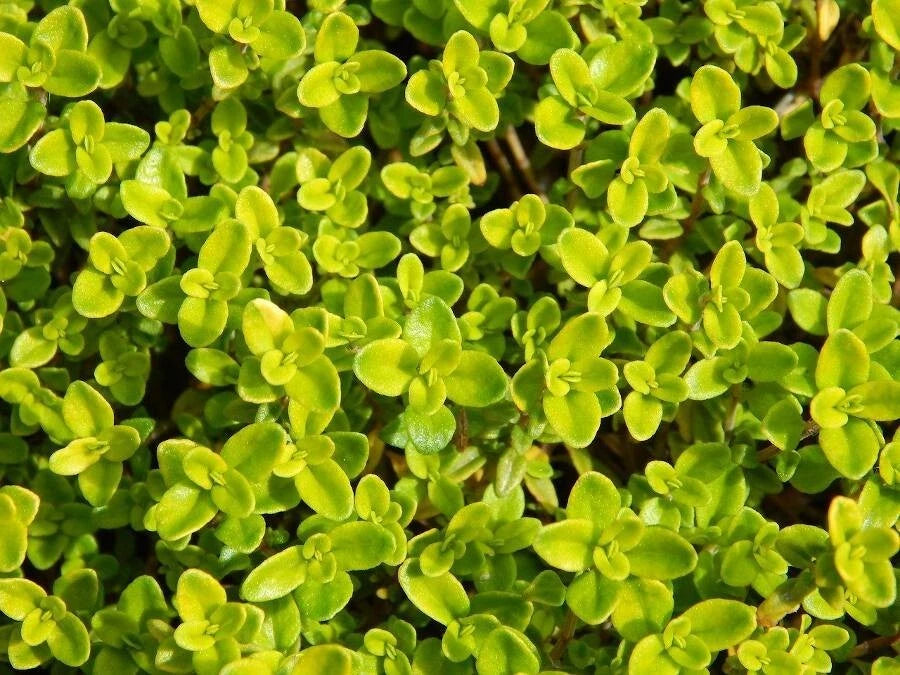 THYM Citron / orange (Thymus Citriodorus) | 25 Graines | Aromatique Citronnée