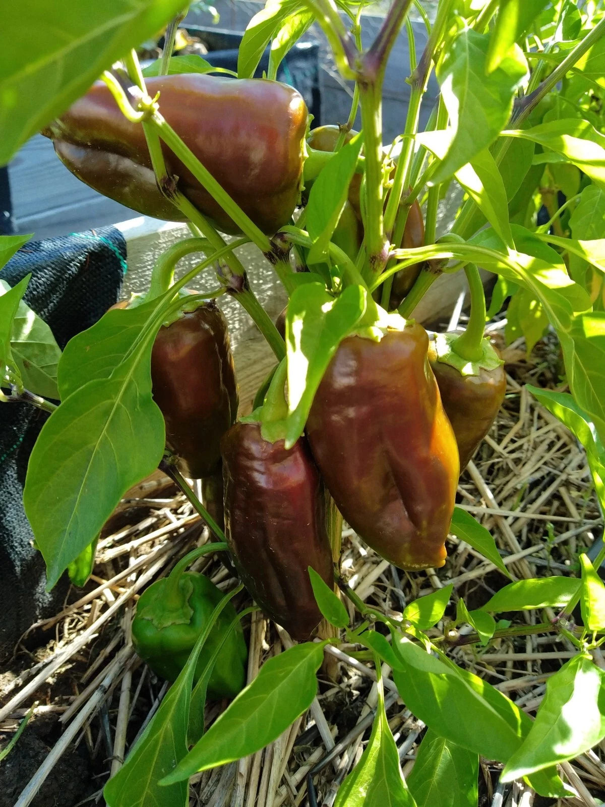 15 Graines POIVRON SWEET CHOCOLATE 🍫 Goût Sucré Unique, Couleur Chocolat