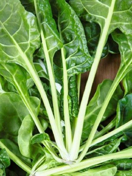 50 Graines POIRÉE CÔTES VERTES Groene Gewone Blette Forte Production Légume