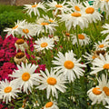 50 Graines MARGUERITE ALASKA 🌻 Grandes Fleurs Blanches Classique du Jardin