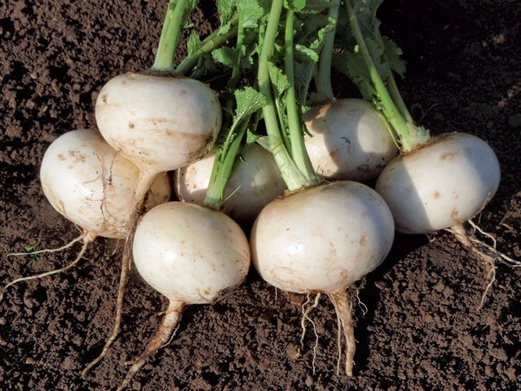 100 Graines Navet Snowball - Variété Blanche Ronde - Potager Bio