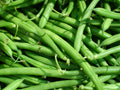 50 GRAINES 🇫🇷 HARICOT NAIN À FILET 'DÉLINEL' Extra-Fin | Très Productif