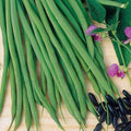 50 GRAINES 🌱 HARICOT NAIN À FILET 'AIGUILLON' | Extra-Fin, Tendre et SANS FIL