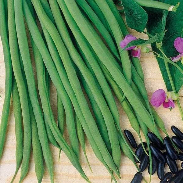 50 GRAINES 🌱 HARICOT NAIN À FILET 'AIGUILLON' | Extra-Fin, Tendre et SANS FIL