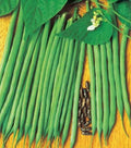 50 GRAINES 🌱 HARICOT NAIN À FILET 'MOLIÈRE' | Très Tendre, Sans Fil & RÉSISTANT