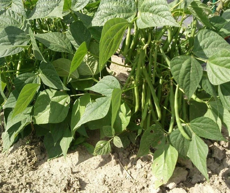 50 GRAINES 🌱 HARICOT NAIN À FILET 'ODÉON' | TRÈS PRÉCOCE, Extra-Fin & SANS FIL