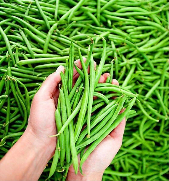50 Graines Haricot Nain ALTONA à Filet Trés Tendre Productif Sans Tuteurage