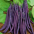 30 Graines HARICOT NAIN À FILET AMETHYST 🍆 Violet Sans Fil, Croquant & Saveur