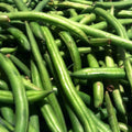 50 GRAINES 🌱 HARICOT NAIN 'SONATE' | Le VRAI Extra-Fin Sans Fil | Tendre