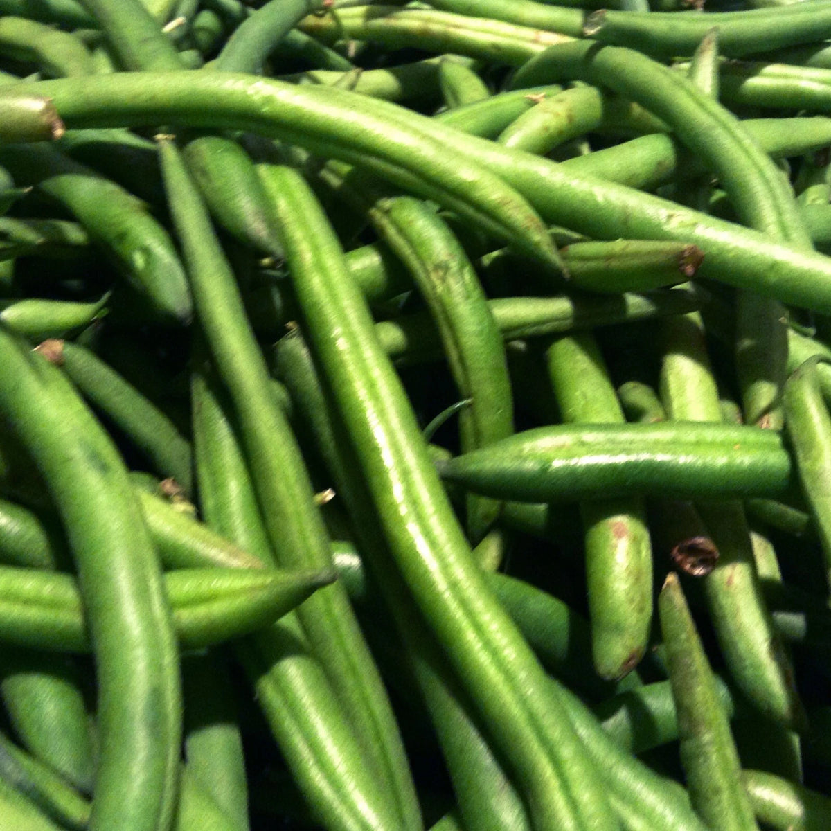 50 GRAINES 🌱 HARICOT NAIN 'SONATE' | Le VRAI Extra-Fin Sans Fil | Tendre