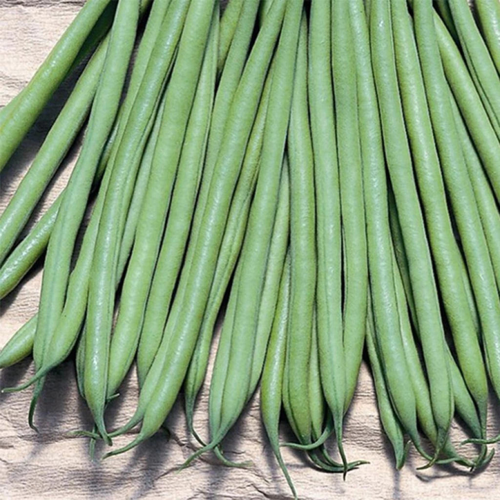 Haricot Nain À Filet Triomphe De Farcy 50 GRAINES