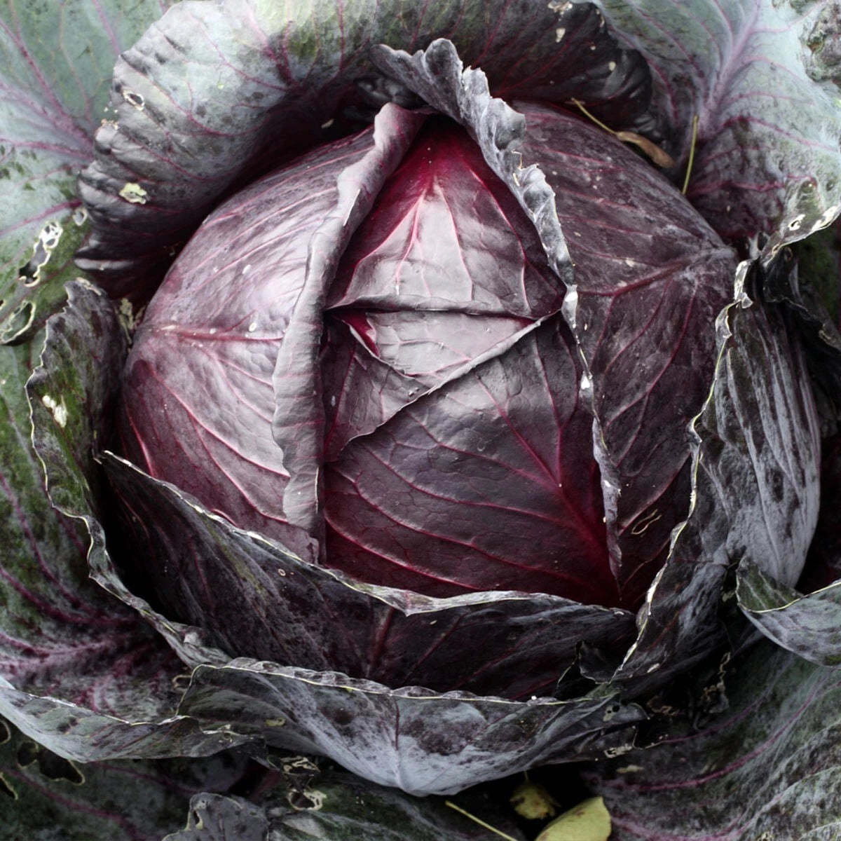 150 GRAINES 💜 CHOU ROUGE 'TÊTE NOIRE' | Variété Tardive, Pomme Ferme