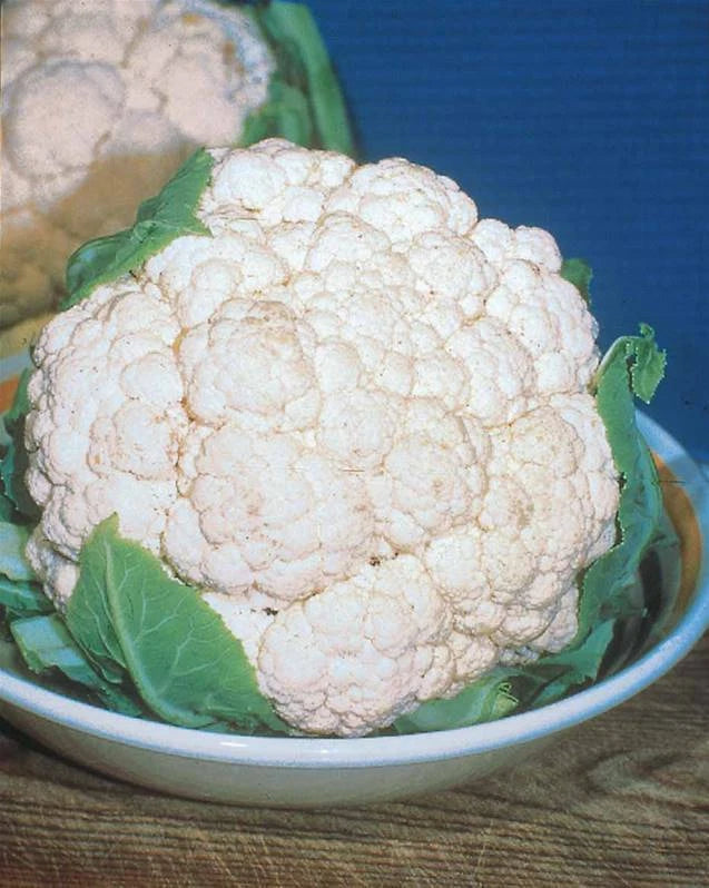 100 GRAINES 🥦 CHOU-FLEUR 'MERVEILLE DES 4 SAISONS' | Production TOUTE l'Année