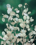 Monnaie Du Pape Lunaire | 25 Graines | Fleur Violette Décoration Sèche