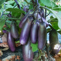 50 Graines Aubergine SLIM JIM Fruits Fins Violets Hâtive Potager Facile