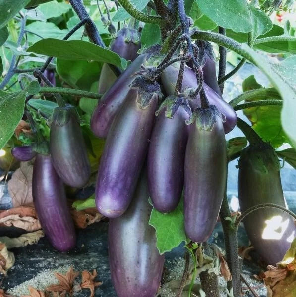 50 Graines Aubergine SLIM JIM Fruits Fins Violets Hâtive Potager Facile