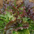 500 Graines Laitue BATAVIA BLONDE BORD ROUGE Croquante Résiste Chaleur Été