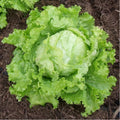 🥬 Laitue 'Merveille d'Hiver' - Sachet de 300 Graines