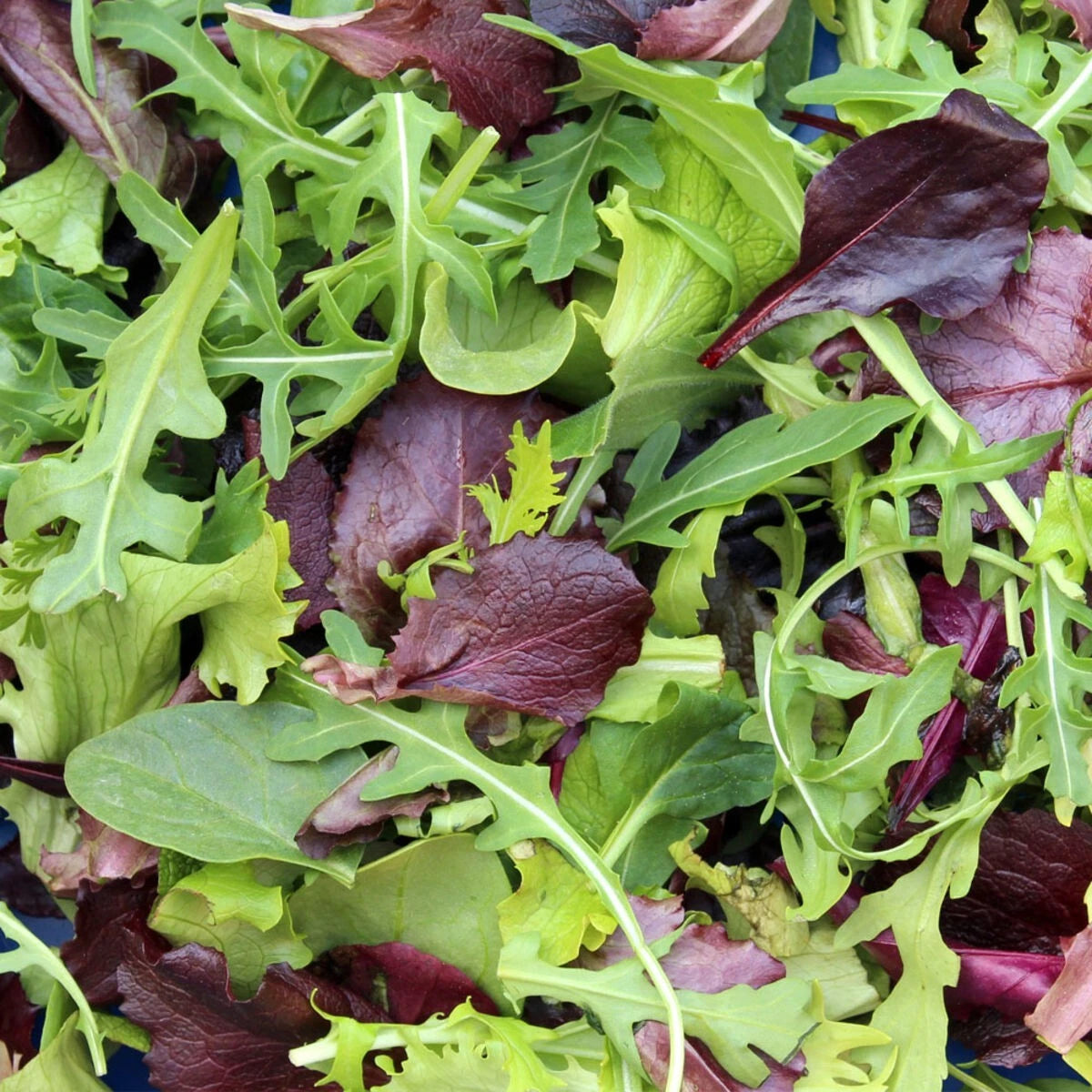 500 GRAINES 🥗 Mélange Salades JEUNES POUSSES | Prêt en 4 Semaines !