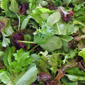 1000 Graines MESCLUN Mélange Salades Printemps Hiver Récolte Rapide Saveurs