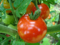 60 GRAINES 🍅 TOMATE 'SAINT PIERRE' | Le Classique Incontournable | Juteuse