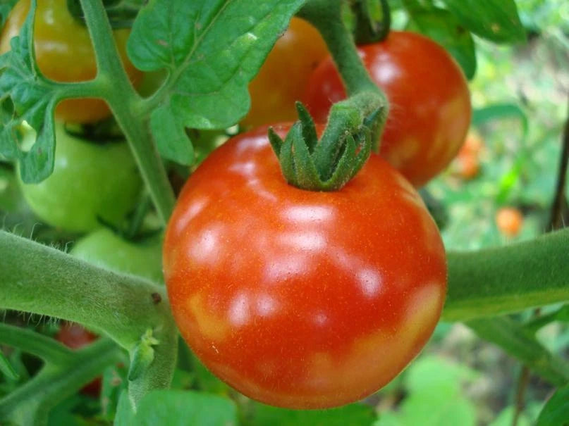 60 GRAINES 🍅 TOMATE 'SAINT PIERRE' | Le Classique Incontournable | Juteuse