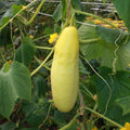 10 Graines Concombre GELE TROS Jaune Ancienne Variété Productive Potager