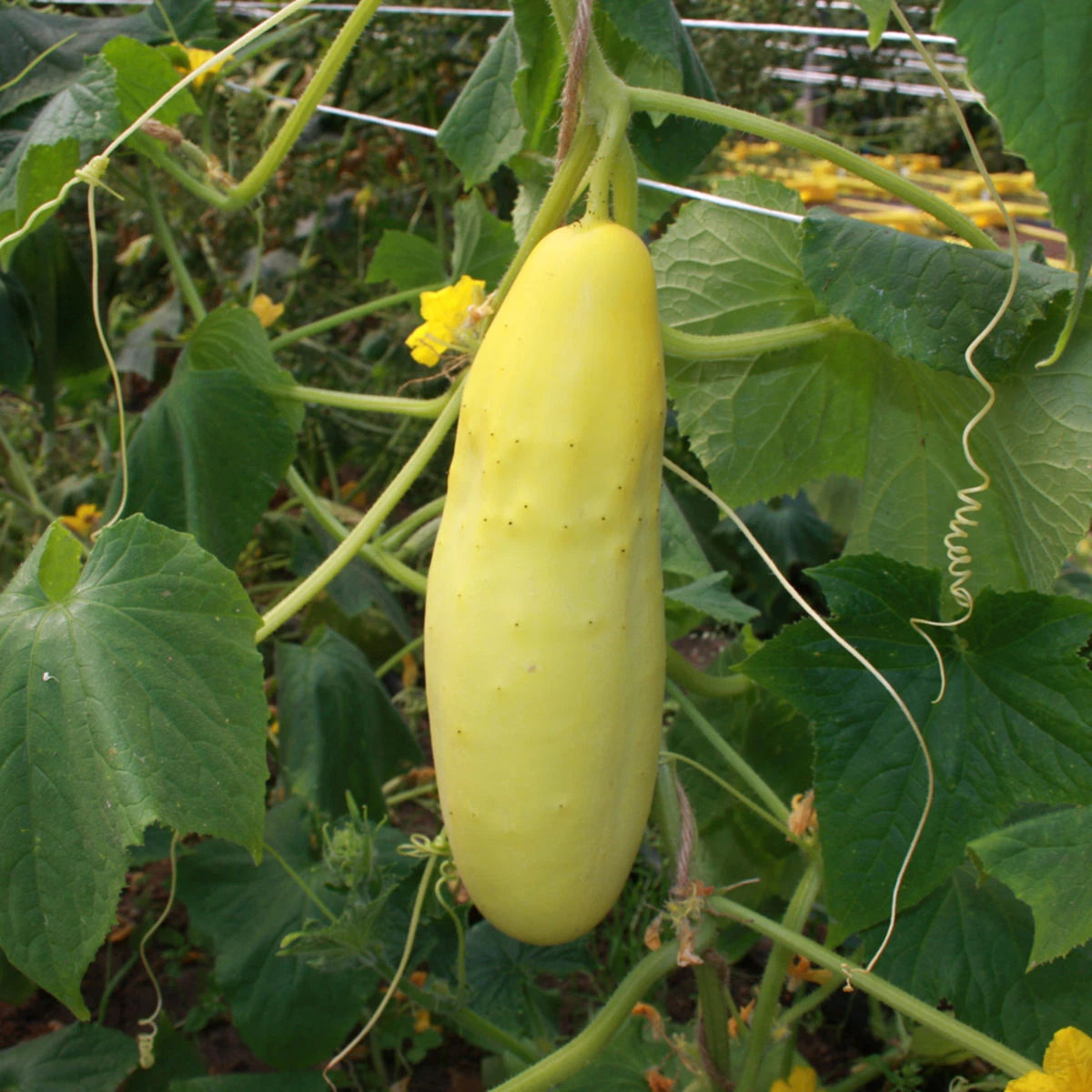 10 Graines Concombre GELE TROS Jaune Ancienne Variété Productive Potager
